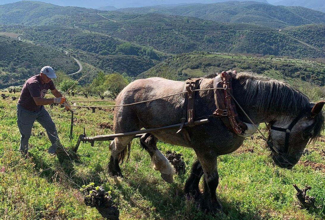 Raúl Pérez, el genio del vino español2