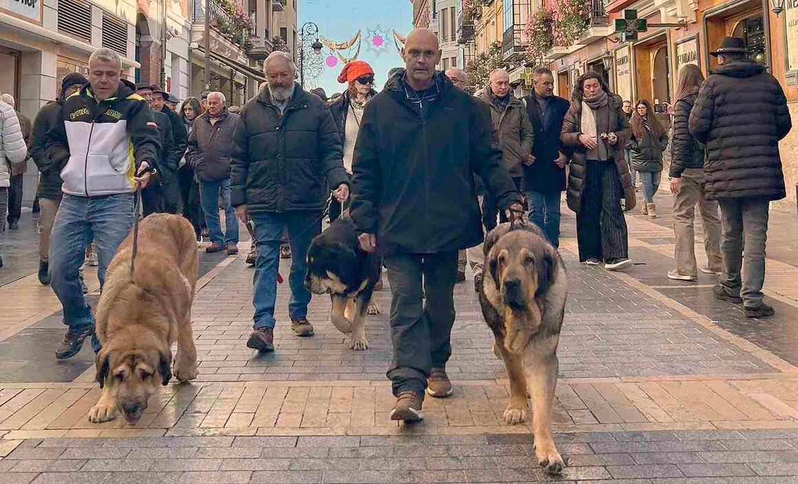 El Palacio de los Guzmanes ha acogido este sábado la entrega de premios del Campeonato de León para Mastín, organizado por la Sociedad Canina de León, en colaboración con la Diputación de León.