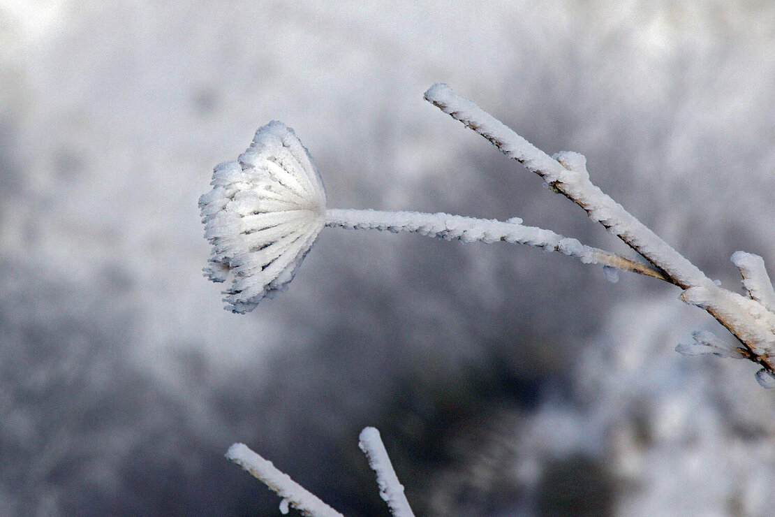 NIeve en León (6)