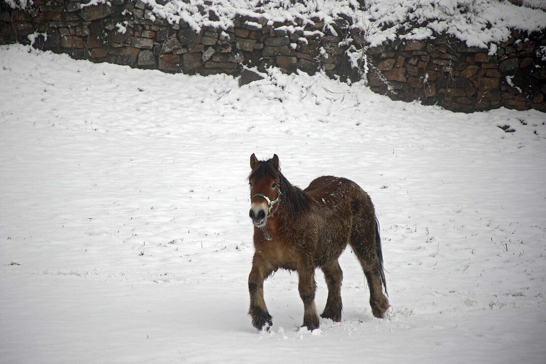 NIeve en León (8)