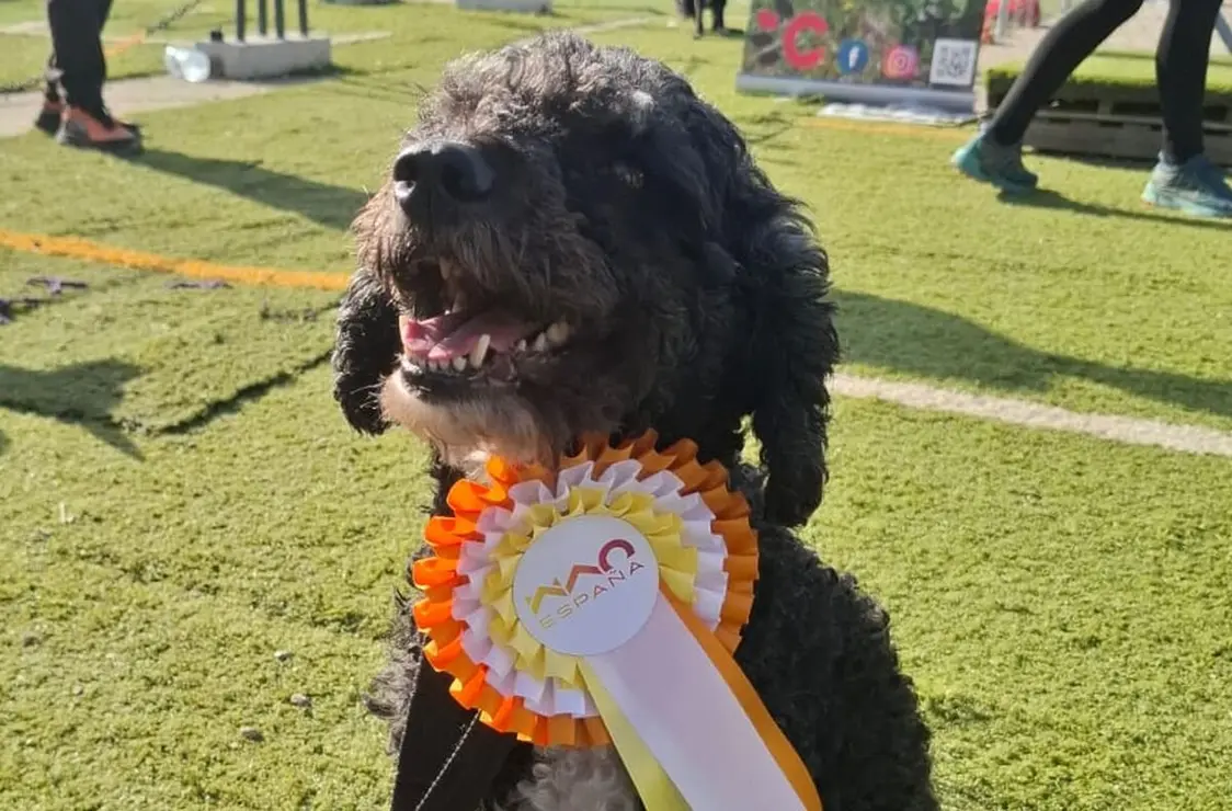 Andrea Antón, del Leonidogs Agility Club, primera española clasificada para el mundial WAO.