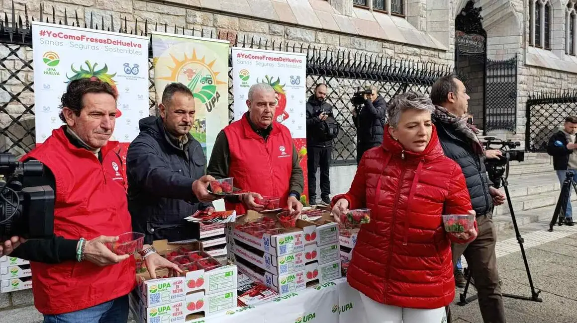 Reparto de fresas en León 14