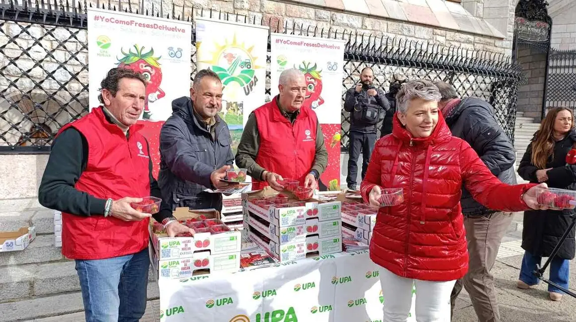 Reparto de fresas en León 17