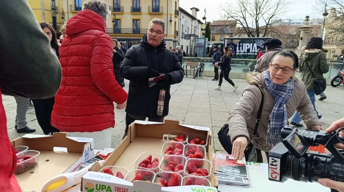 Reparto de fresas en León 122