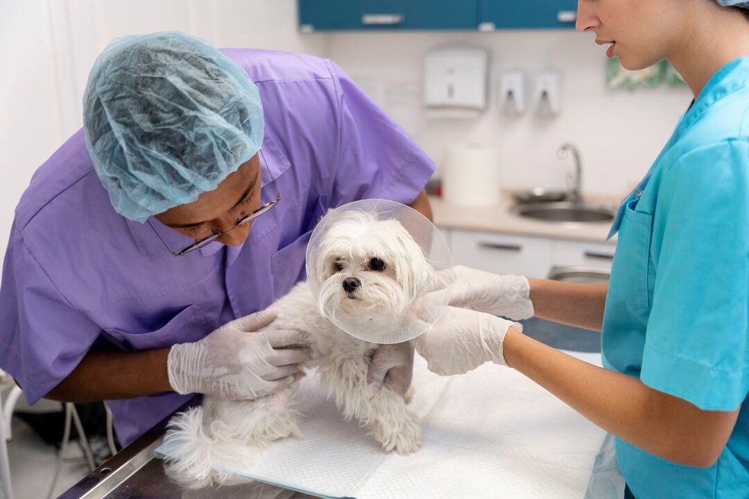 Los veterinarios leoneses rechazan la nueva Facultad en Salamanca.