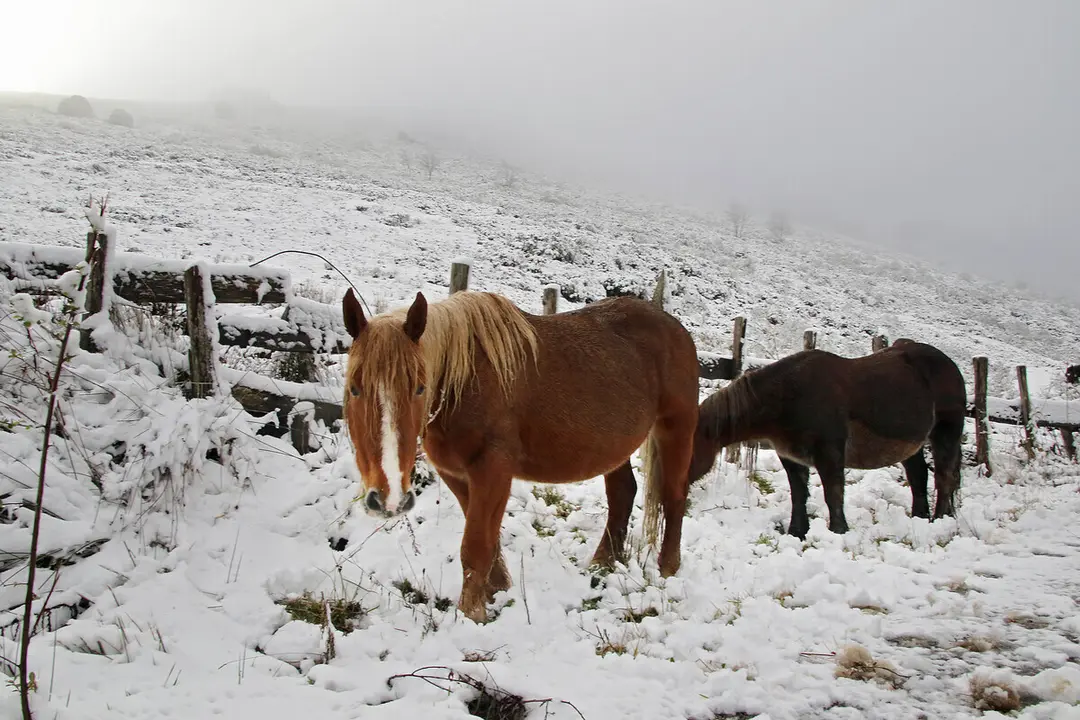 Un grupo de caballos, durante una nevada en la montaña de León. Foto: Peio García