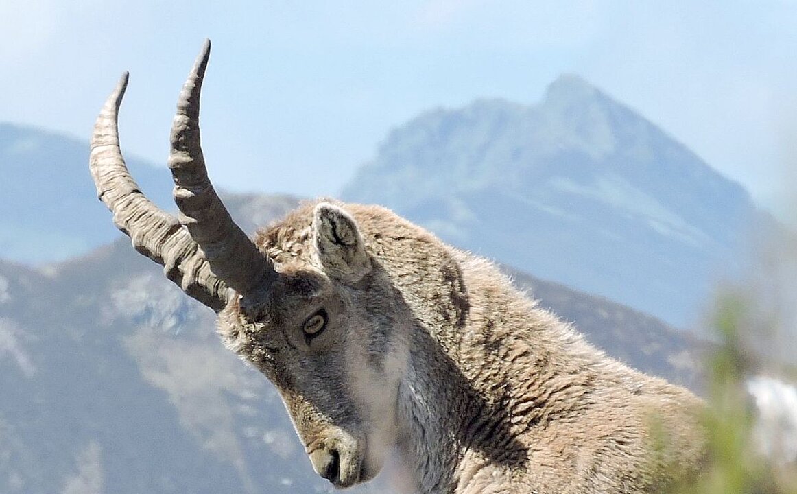 La Reserva de la Biosfera de los Ancares Leoneses elabora su primera guía de flora y fauna.