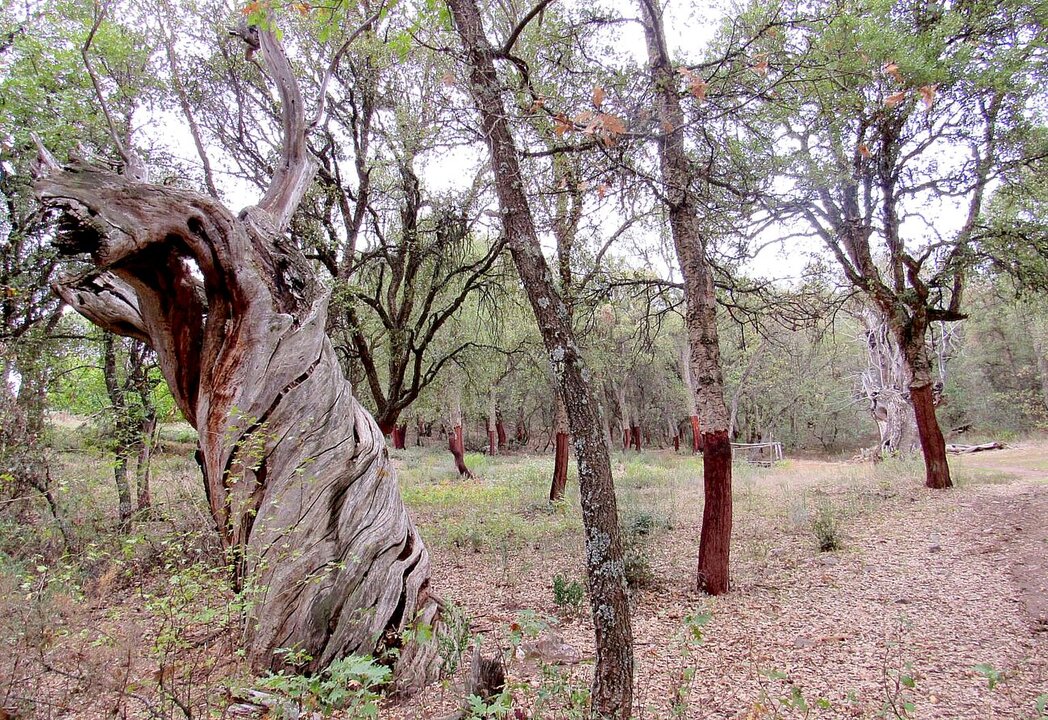 El Zofreral de Cobrana, el bosque de los alcornoques, finalista en el galardón de Bosque del Año en España 2025.