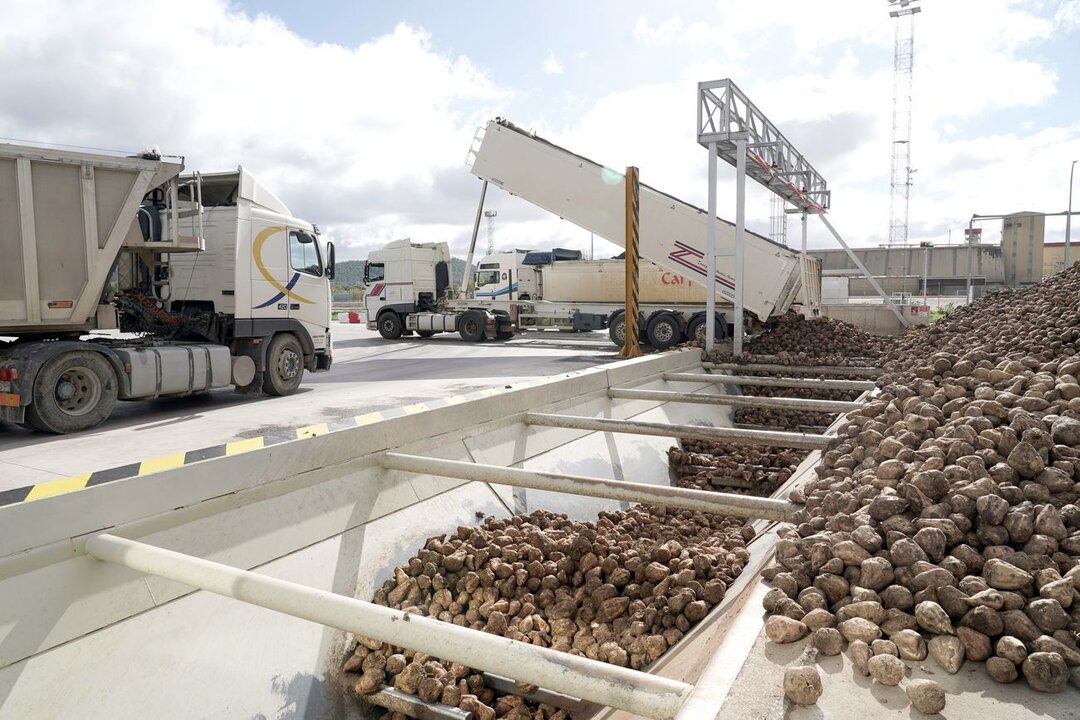 Recepción de remolacha en un área de tratamiento.