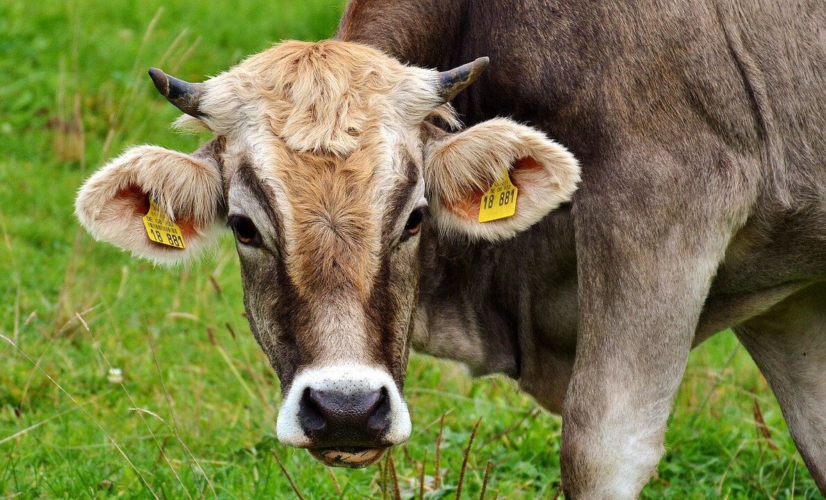 La Junta de Castilla y León convocó un proceso selectivo para, mediante concurso-oposición por el sistema de acceso libre, cubrir 115 plazas en el Cuerpo Facultativo Superior Sanitario en la categoría de Veterinarios.