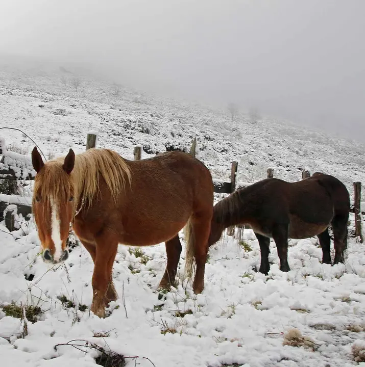 La nieve y la lluvia regresan a León y Protección Civil declara la alerta amarilla.