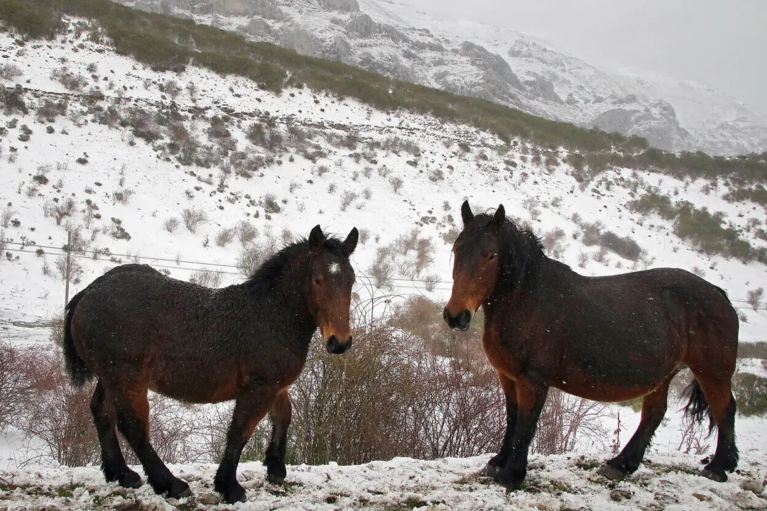 Aemet alerta de un nuevo temporal de nieve que afectará esencialmente a las zonas de montaña.