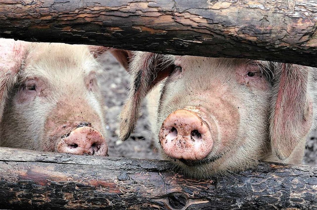 La matanza domiciliaria del cerdo es una práctica tradicional en el medio rural y tiene como finalidad abastecer de carne y productos cárnicos para consumo particular.