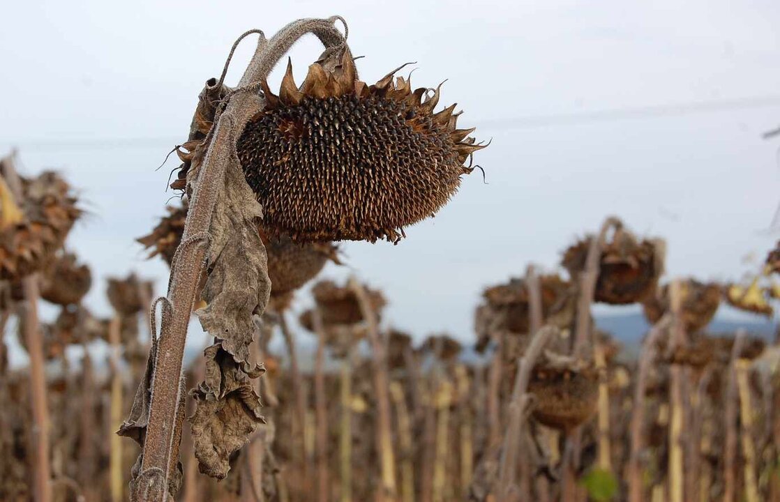 La campaña del girasol llega a su fin con menos producto pero mejor precio.