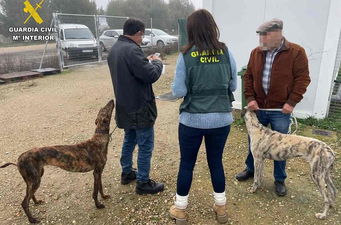 Investigan a trece personas por 24 robos de galgos en Zamora, en una operación desarrollada en siete provincias entre ellas León.