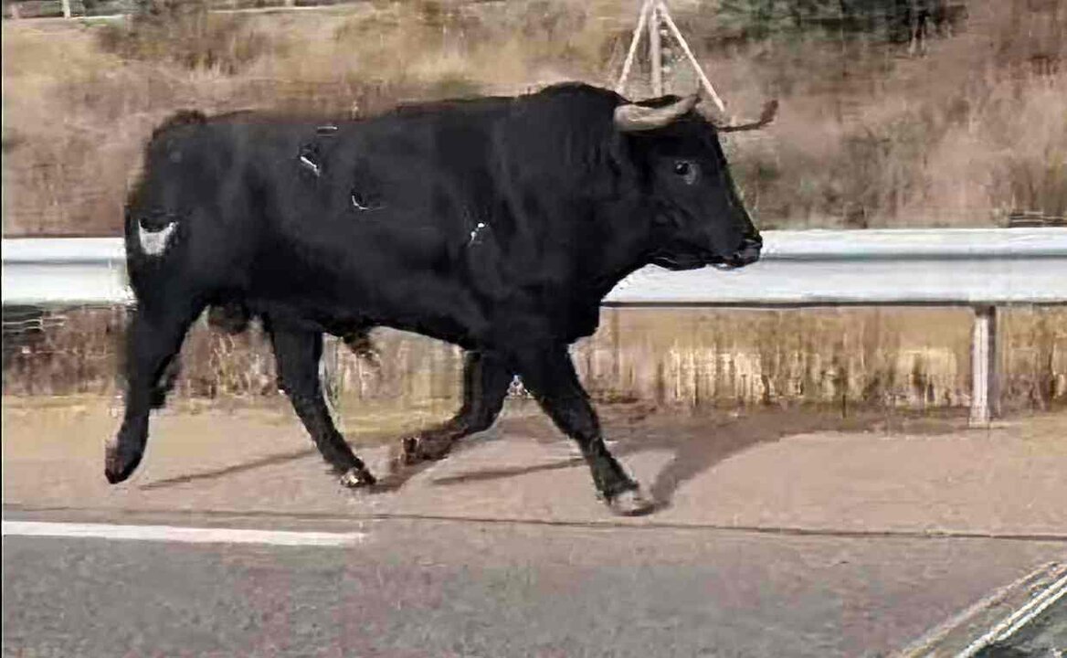 Imagen del toro suelto transitando por el arcén de la carretera.