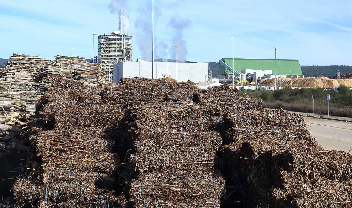 Planta de Forestalia, con material para la fabricación de producto renovable.