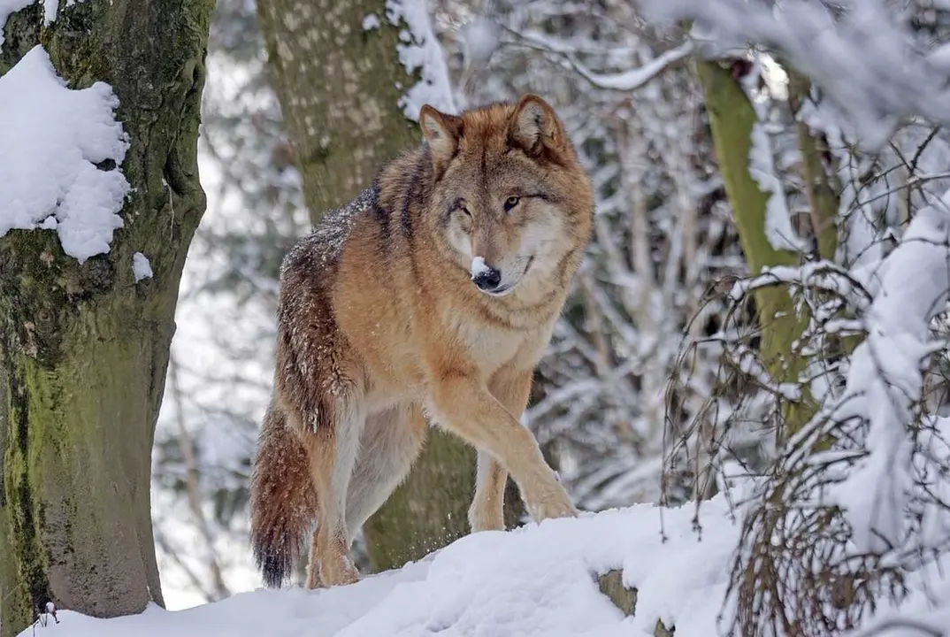 Más de 70 manadas de lobo campan por la provincia de León.