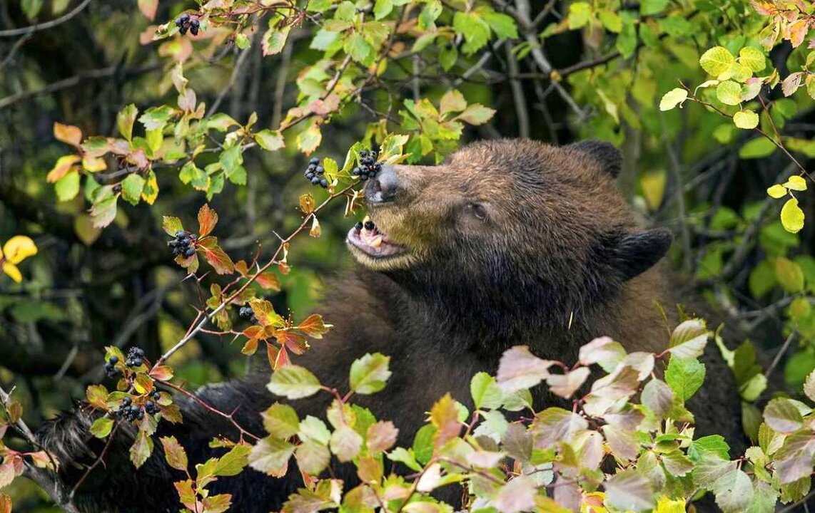 Un oso come fruta en un matorral. Los ayuntamientos trabajan en este tipo de plantaciones para alejar al animal de las zonas pobladas.