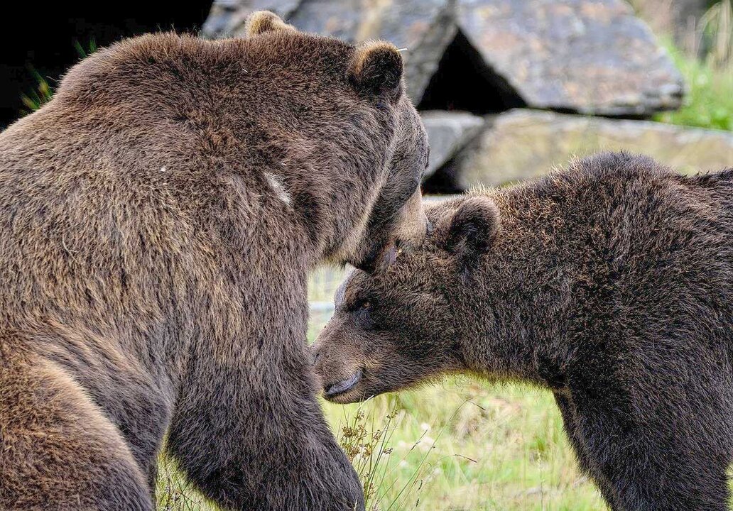 El Instituto Inbiotec de León, integrado en el área de Biotecnología de Cesefor, continúa trabajando en la investigación genética de especies protegidas como el oso y el lobo.