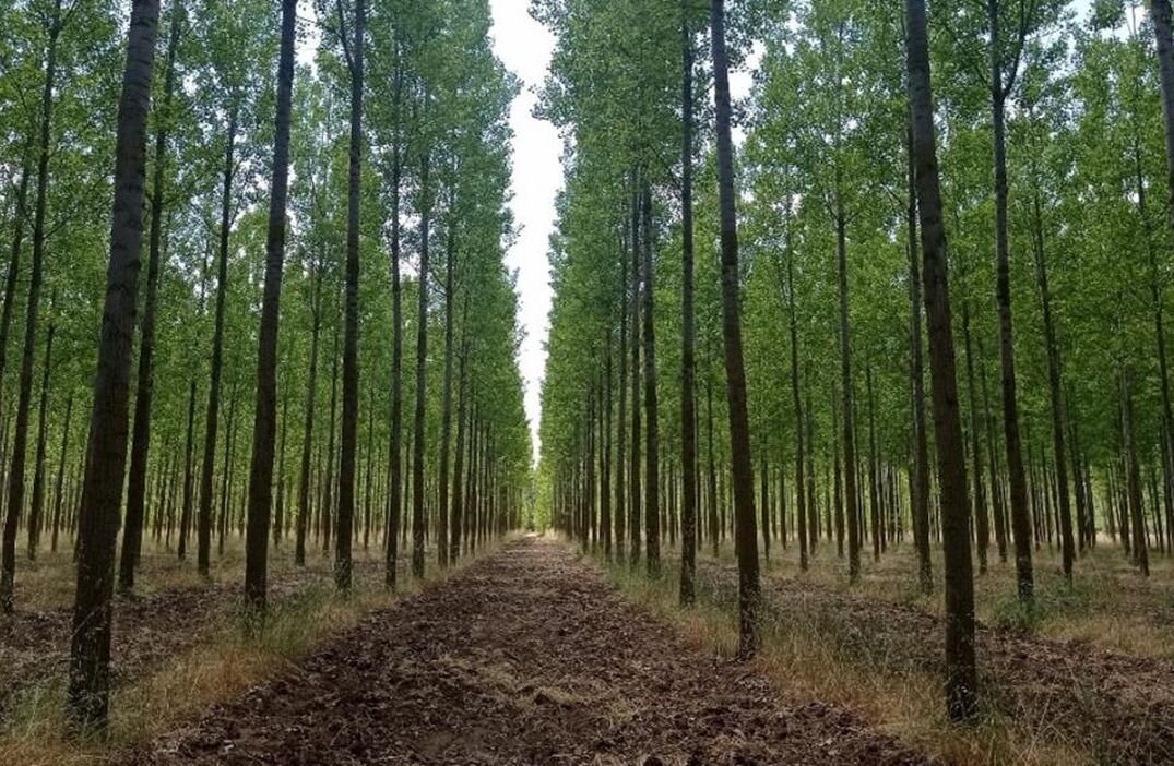 León acoge el 30 de enero la jornada 'León Foresta 2025' organizada por Asfole y Land Life.