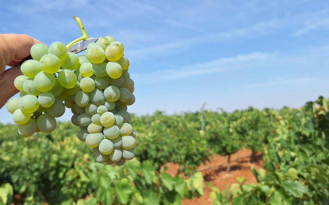 El portavoz de la Junta y consejero de Economía y Hacienda, Carlos Fernández Carriedo, reclamó a las denominaciones de Origen Bierzo y Rueda que acudan a la reunión sobre el uso de la uva Godello por parte de la segunda, con la intención de “buscar puntos de encuentro”.