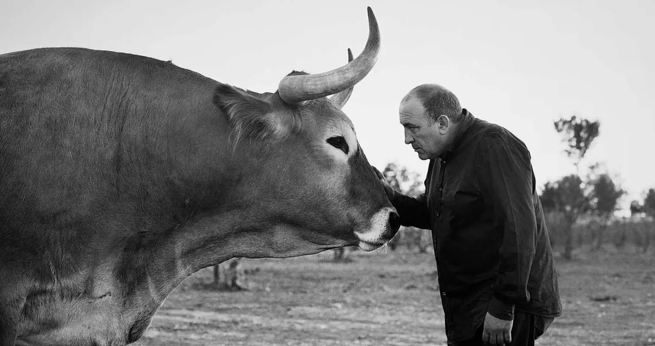 José Gordón, prestigio en la restauración y con un reconocimiento internacional labrado durante cuatro décadas, junto a uno de los ejemplares de su ganadería.