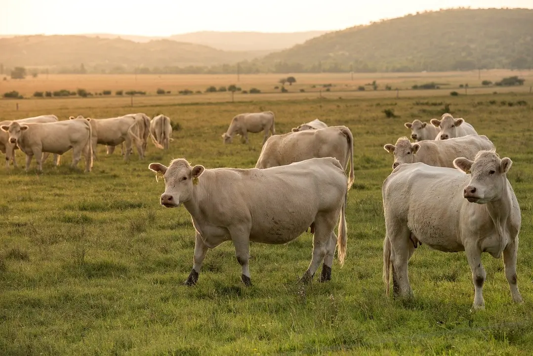 Más de 3.300 ovejas, vacas y caballos pastan y controlan la vegetación bajo las líneas de red eléctrica en la montaña leonesa.