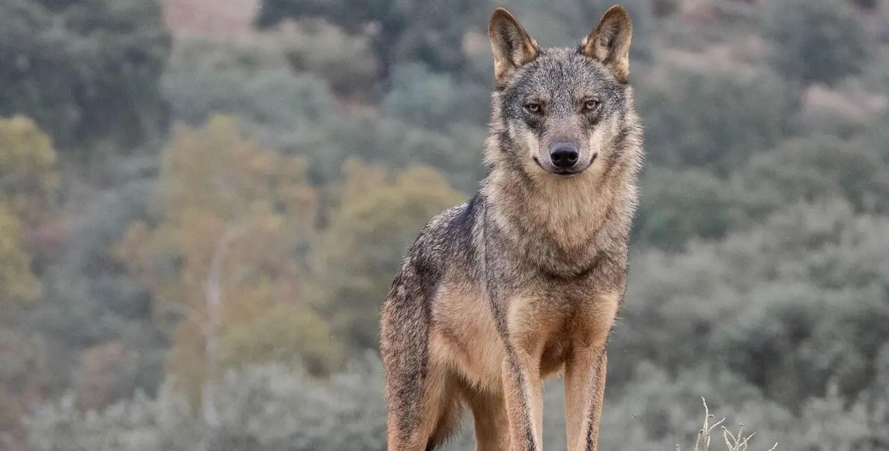 El lobo es ya una especie menos protegida en Europa.