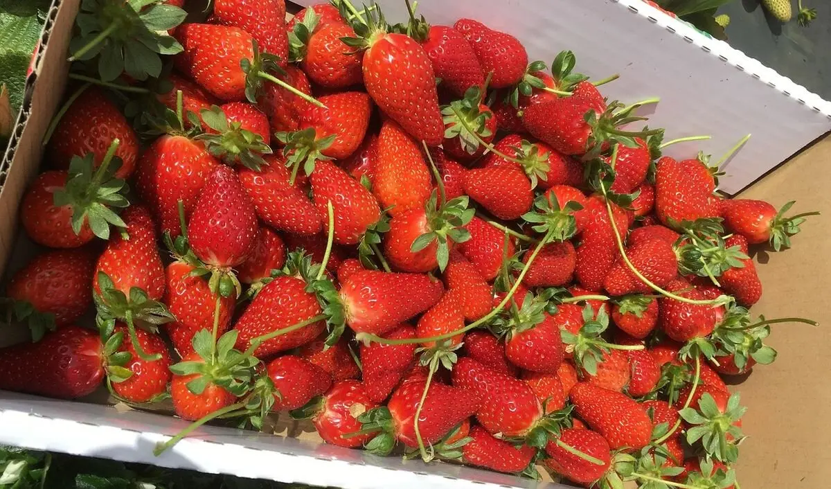 UPA Huelva y UGAL-UPA repartirán el jueves 13 de marzo más de 500 tarrinas de fresas en la Plaza San Marcelo.