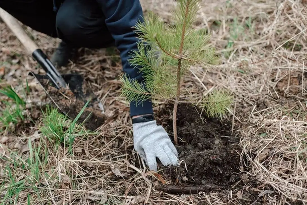 Calzadilla de los Hermanillos se viste de verde transformando el baldío en un bosque de robles.