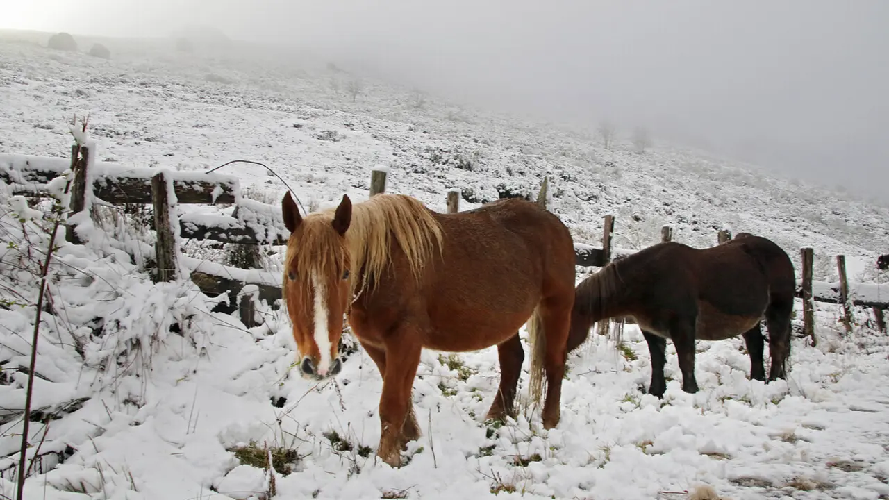 Un grupo de caballos, durante una nevada en la montaña de León. Foto: Peio García