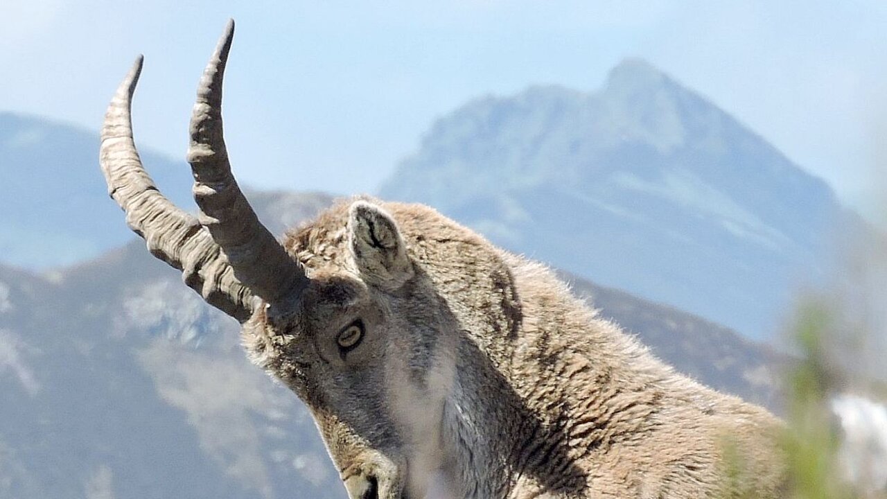 La Reserva de la Biosfera de los Ancares Leoneses elabora su primera guía de flora y fauna.