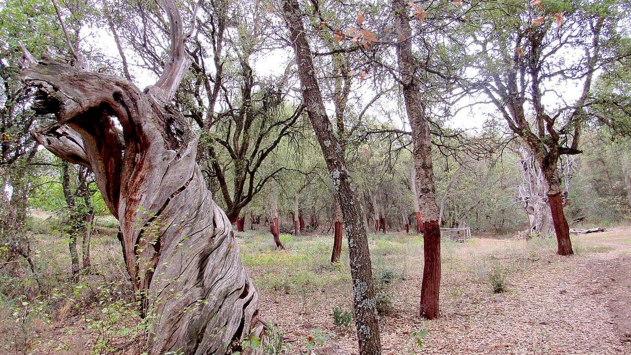 El Zofreral de Cobrana, el bosque de los alcornoques, finalista en el galardón de Bosque del Año en España 2025.