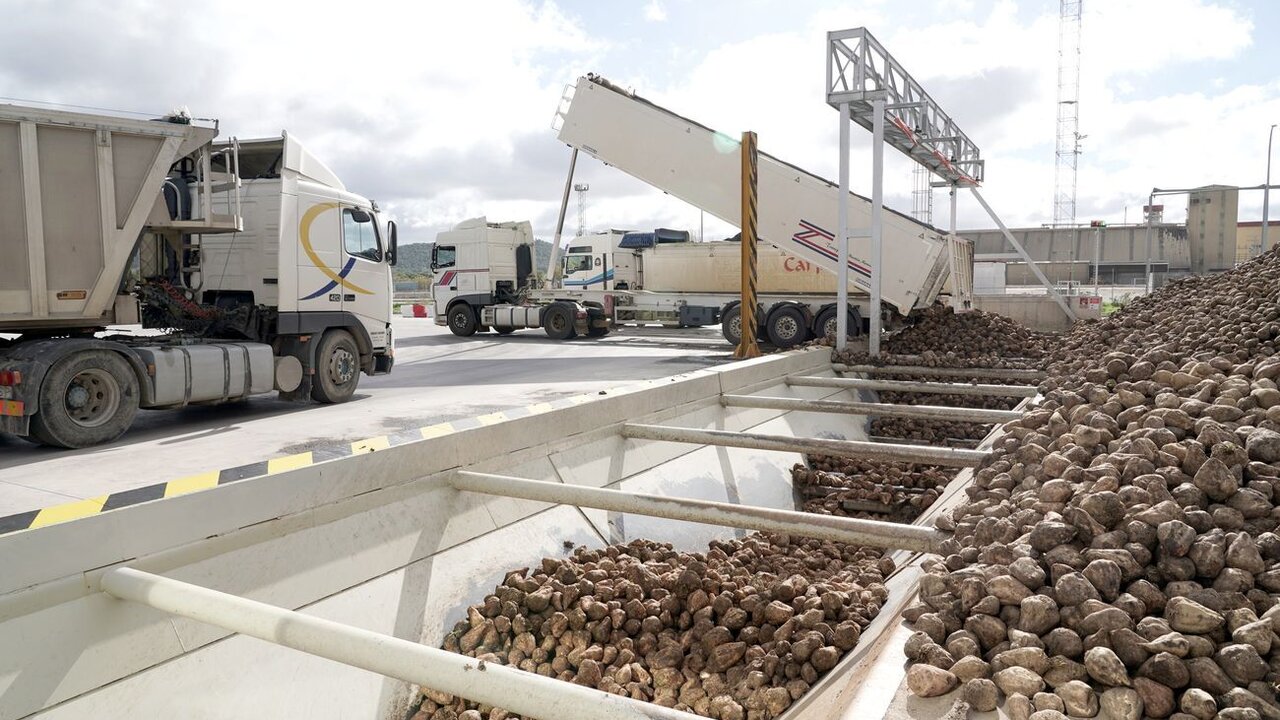 Recepción de remolacha en un área de tratamiento.