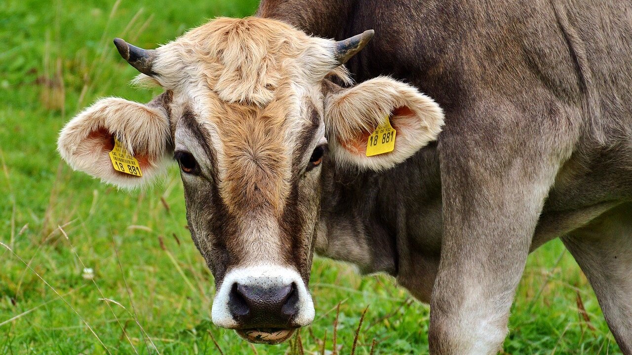 La Junta de Castilla y León convocó un proceso selectivo para, mediante concurso-oposición por el sistema de acceso libre, cubrir 115 plazas en el Cuerpo Facultativo Superior Sanitario en la categoría de Veterinarios.