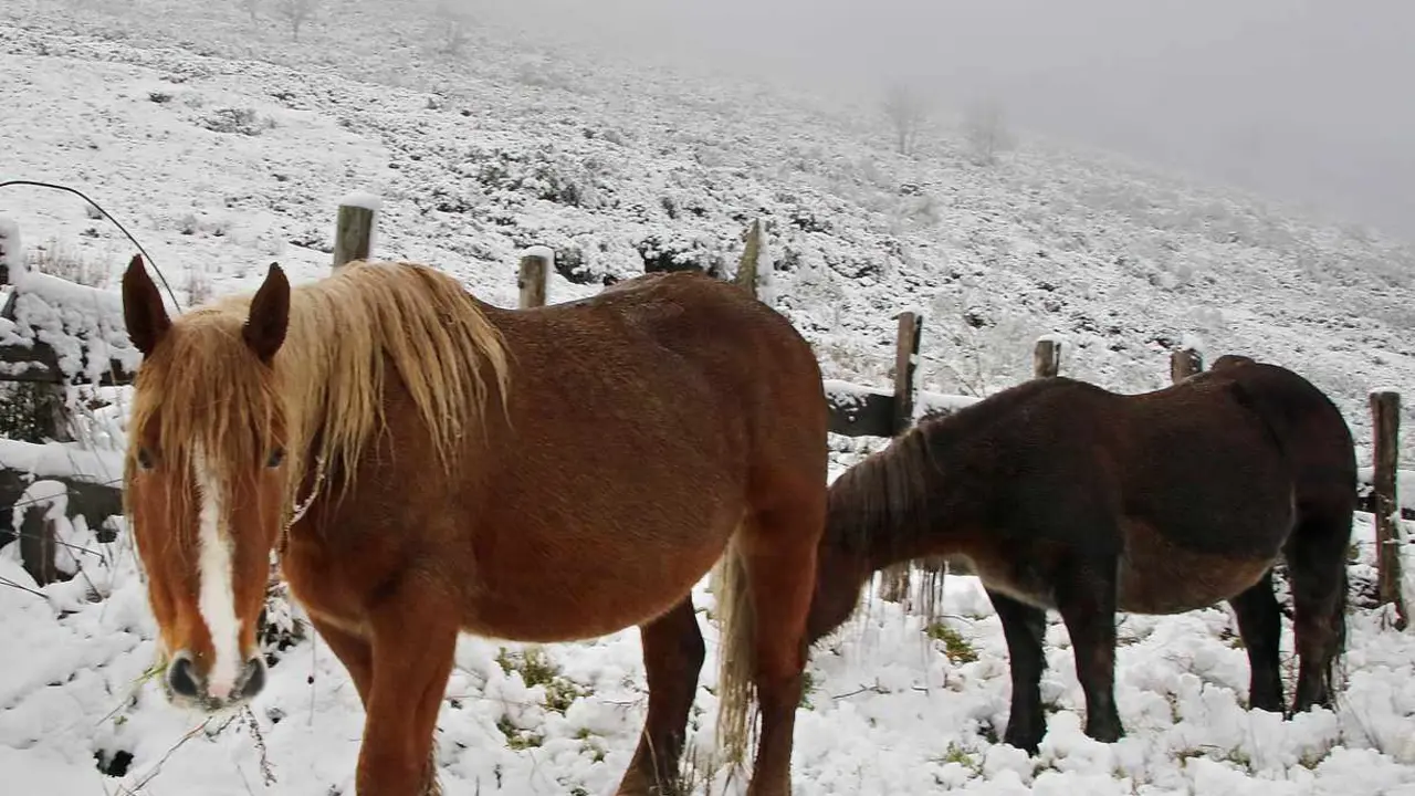 La nieve y la lluvia regresan a León y Protección Civil declara la alerta amarilla.