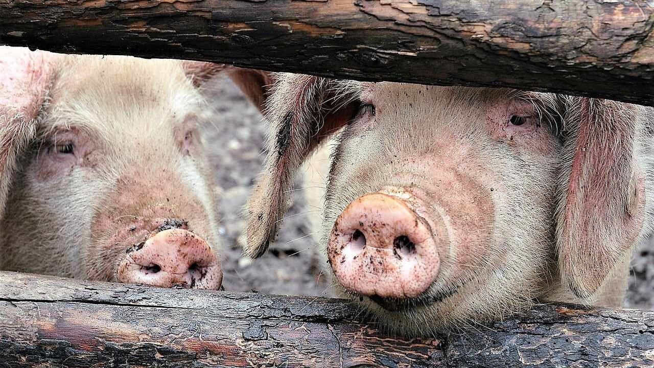 La matanza domiciliaria del cerdo es una práctica tradicional en el medio rural y tiene como finalidad abastecer de carne y productos cárnicos para consumo particular.