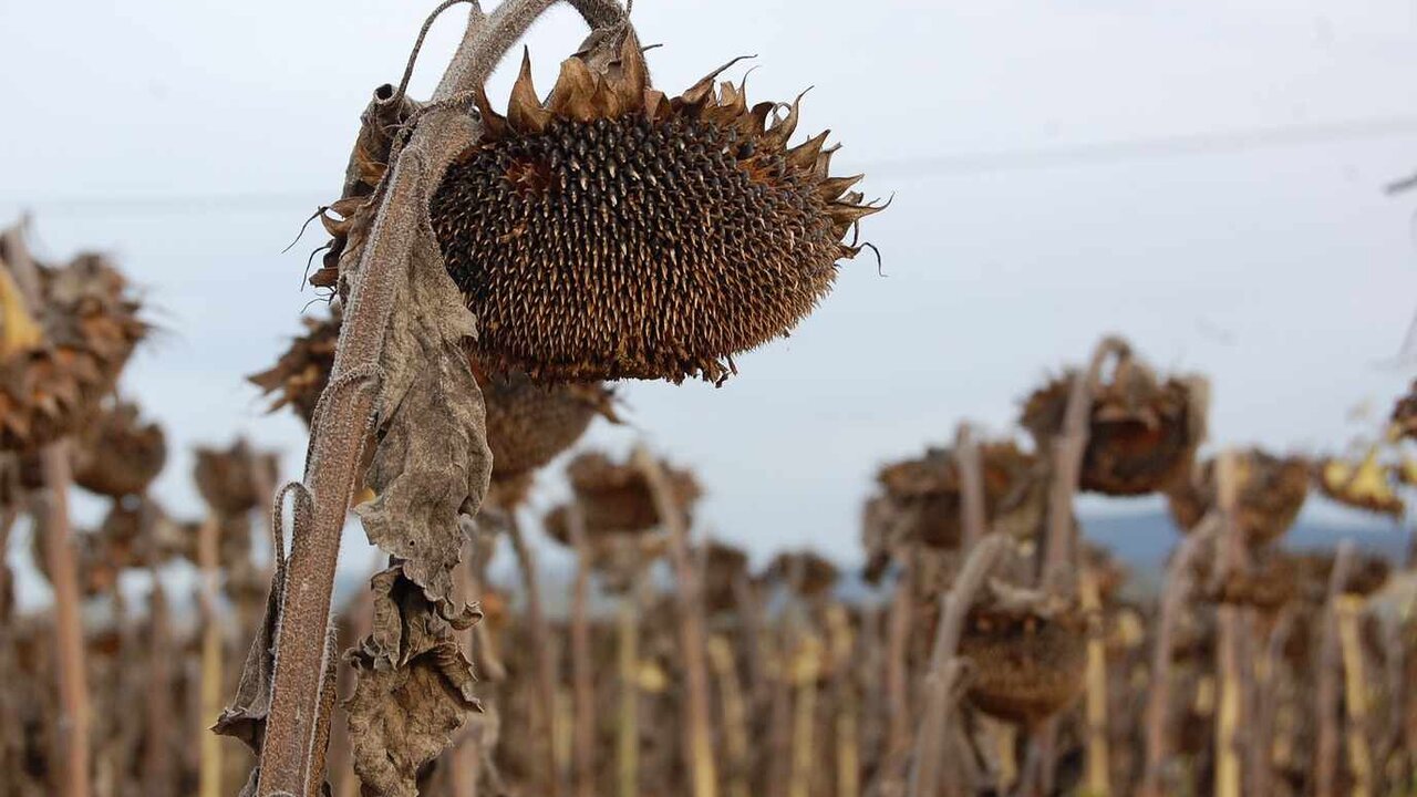 La campaña del girasol llega a su fin con menos producto pero mejor precio.