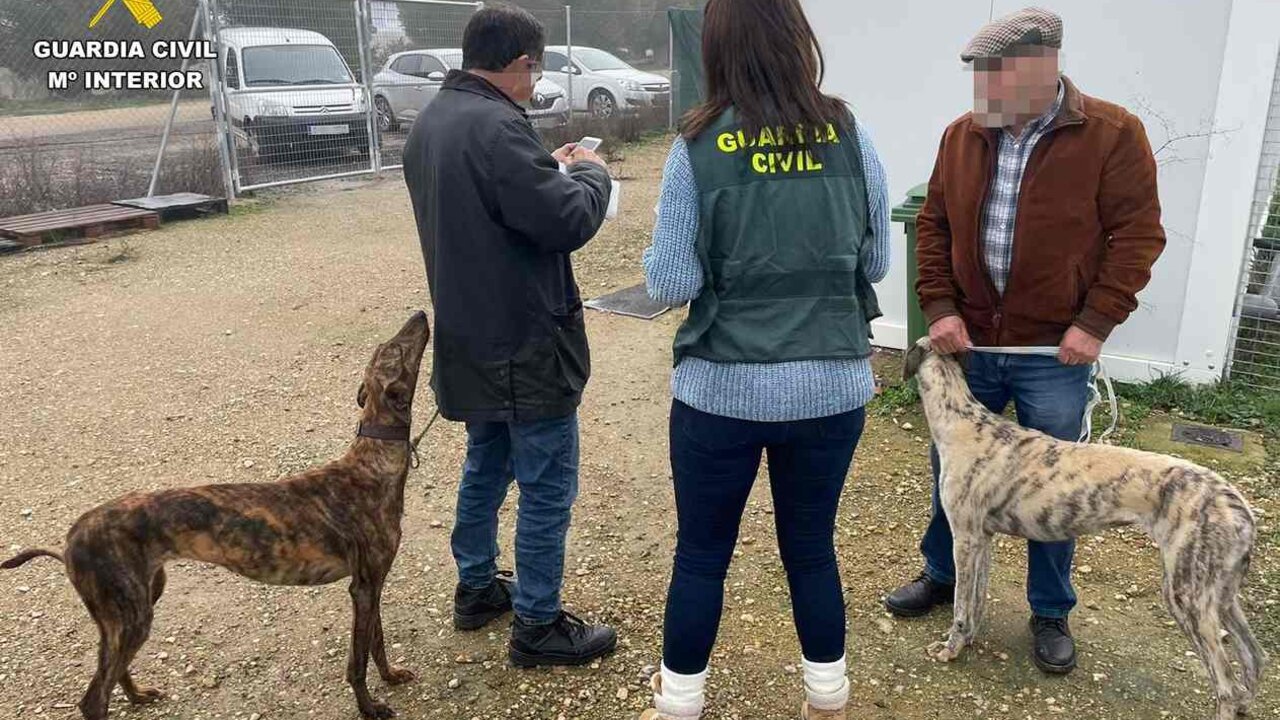 Investigan a trece personas por 24 robos de galgos en Zamora, en una operación desarrollada en siete provincias entre ellas León.