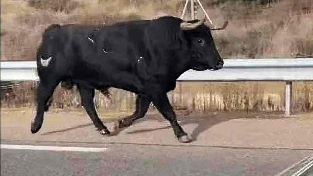 Imagen del toro suelto transitando por el arcén de la carretera.