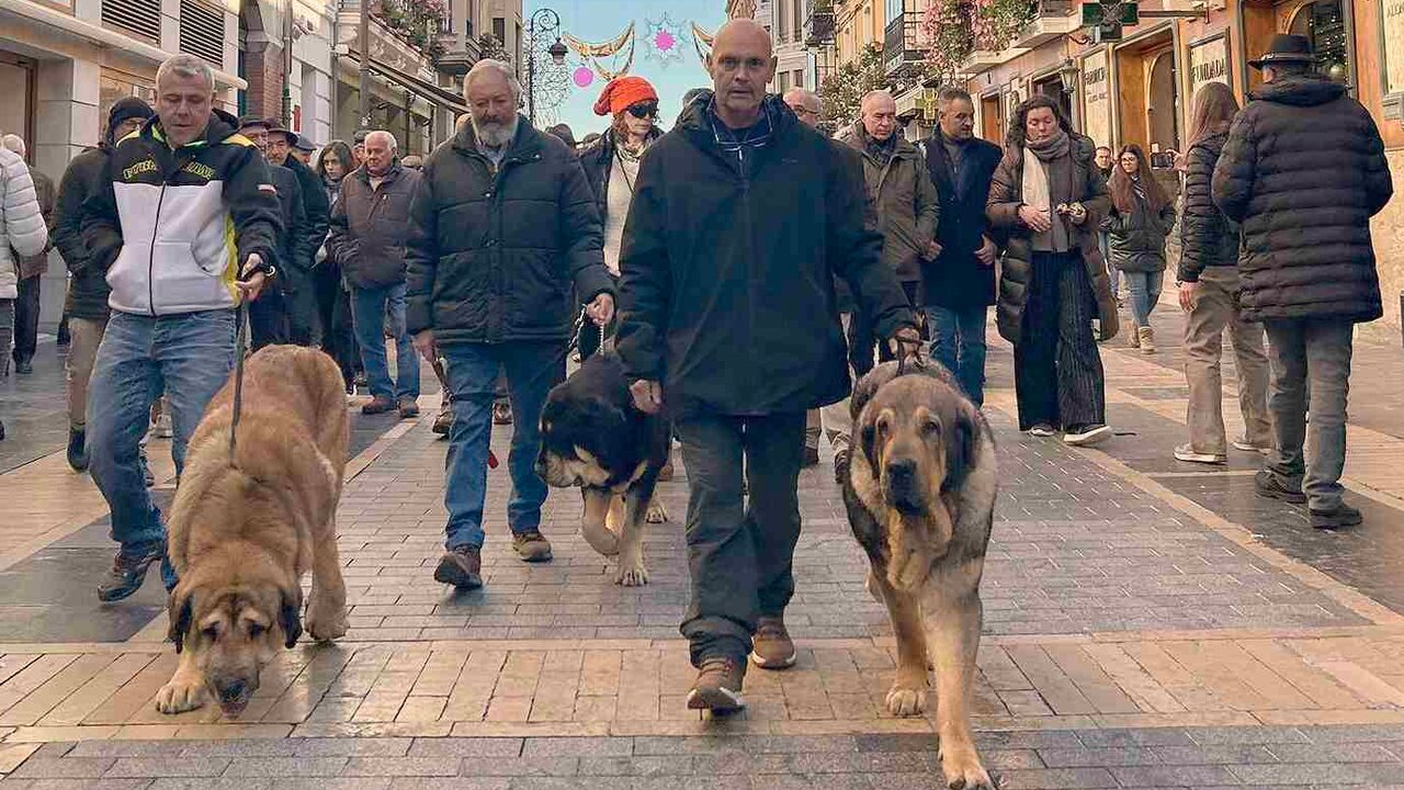 El Palacio de los Guzmanes ha acogido este sábado la entrega de premios del Campeonato de León para Mastín, organizado por la Sociedad Canina de León, en colaboración con la Diputación de León.