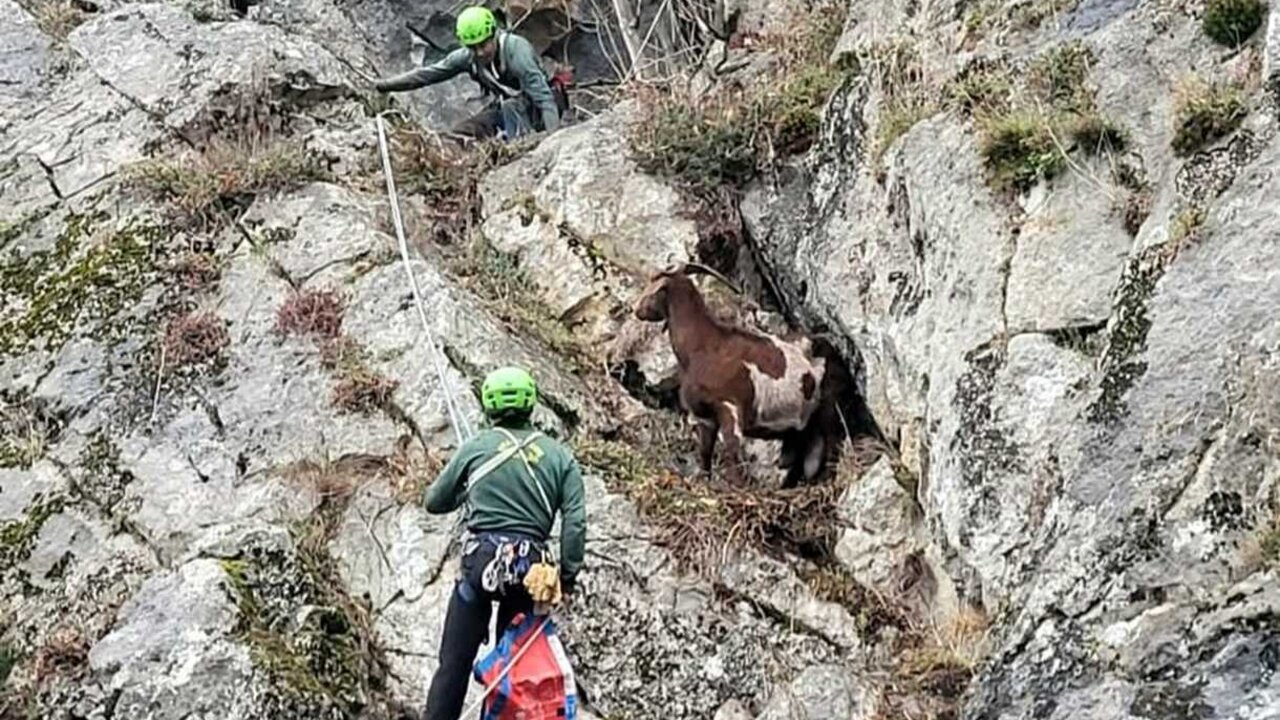 El rescate se realizó montando sistemas de descenso en rapel de unos 30 metros, para ello le colocaron un arnés.