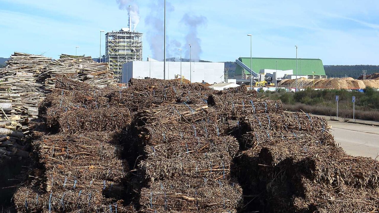 Planta de Forestalia, con material para la fabricación de producto renovable.