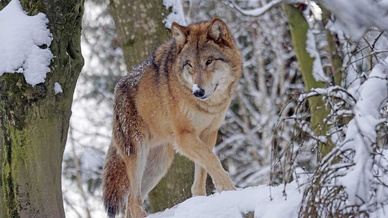 Imagen de un lobo.