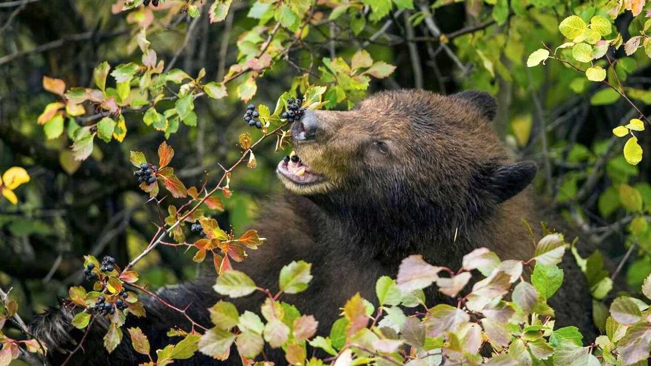 Un oso come fruta en un matorral. Los ayuntamientos trabajan en este tipo de plantaciones para alejar al animal de las zonas pobladas.