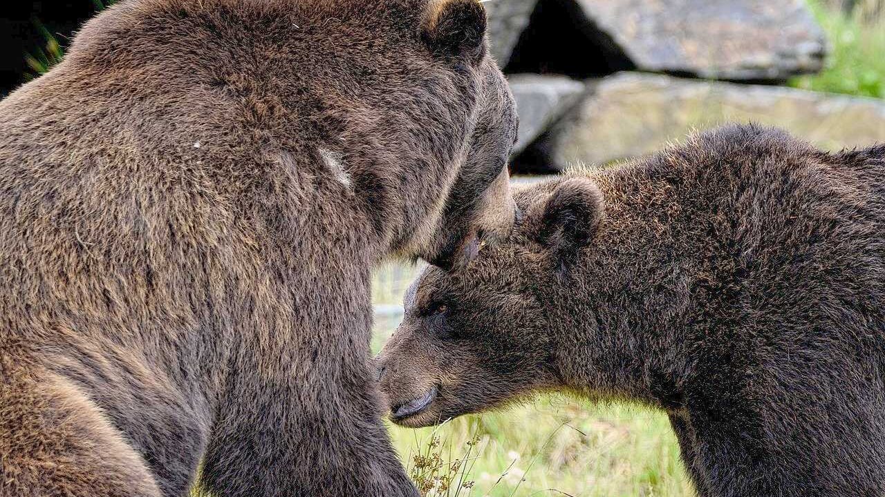 El Instituto Inbiotec de León, integrado en el área de Biotecnología de Cesefor, continúa trabajando en la investigación genética de especies protegidas como el oso y el lobo.