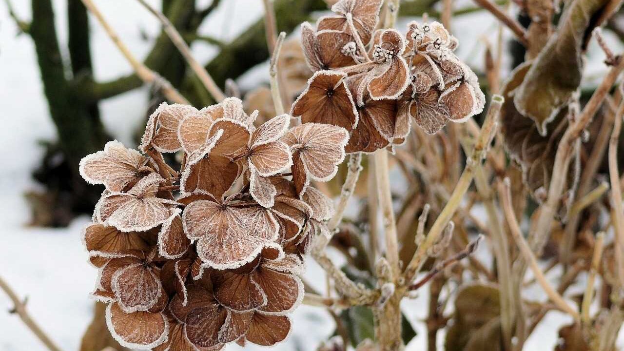 El crudo invierno llegará a partir de este domingo en muchas zonas de España debido a una masa de aire frío procedente del interior del continente europeo.