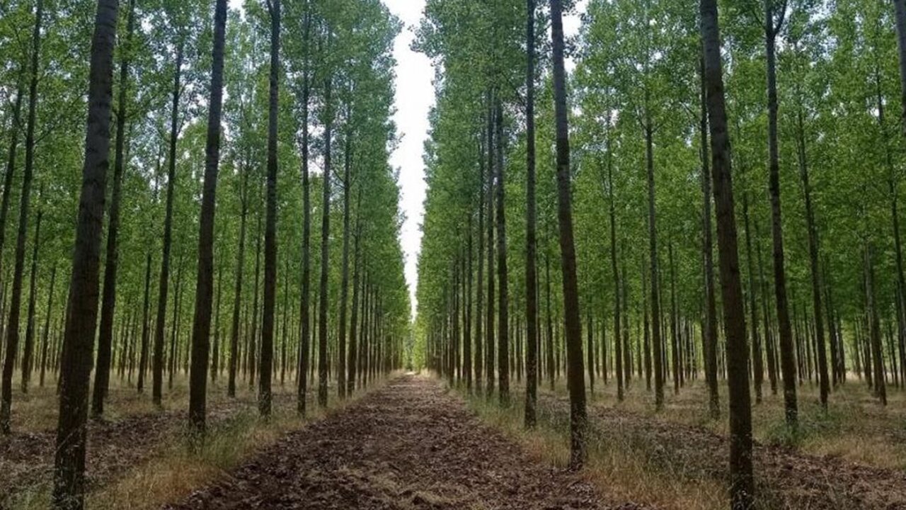 León acoge el 30 de enero la jornada 'León Foresta 2025' organizada por Asfole y Land Life.