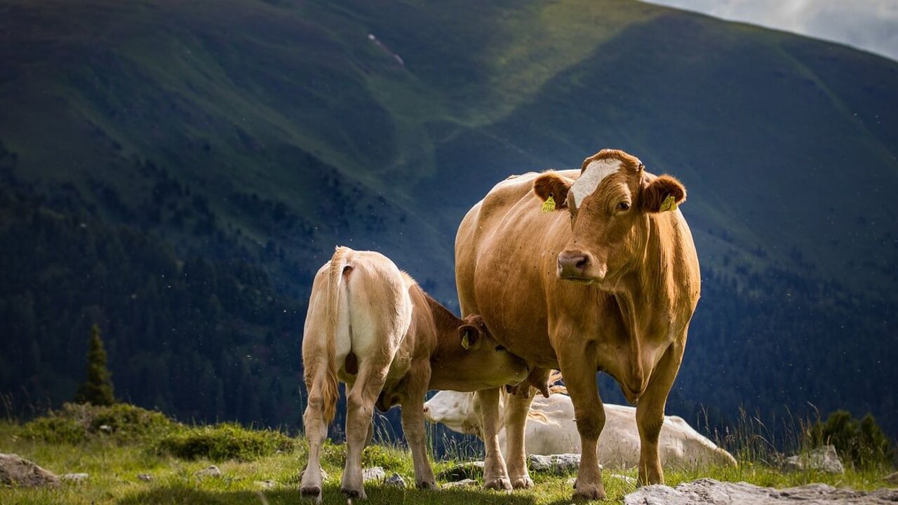 Una empresa láctea leonesa comenzará la recogida de la leche de los cinco ganaderos de los municipios de Cabrillanes, Murias de Paredes y San Emiliano.